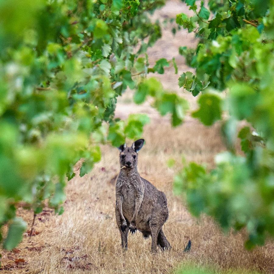 Triple Creek Guest House - Barossa Region Seppeltsfield Eksteriør bilde